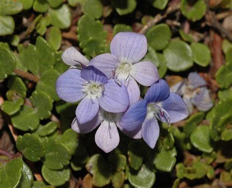 Plantaginaceae - Alchetron, The Free Social Encyclopedia