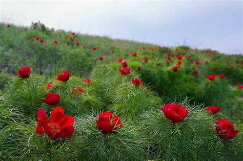 Цветущий Крым: календарь цветений в Крыму