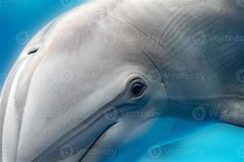 dolphin smiling eye close up portrait detail 12012892 Stock Photo at ...