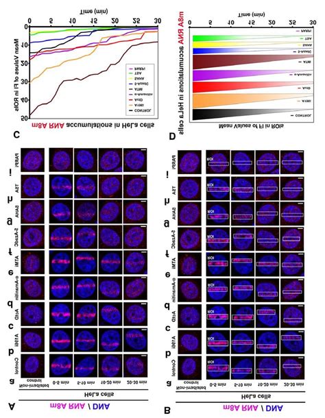 Recruitment Of M 8 A Rna To Locally Irradiated Chromatin A B M 8 A