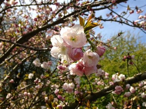 Kew cherry blossom - Prunus Hokusai | Fran Pickering | Flickr