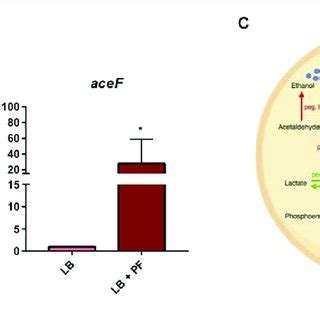 PF Augments Transcriptomic Response Of PYR Metabolism Associated