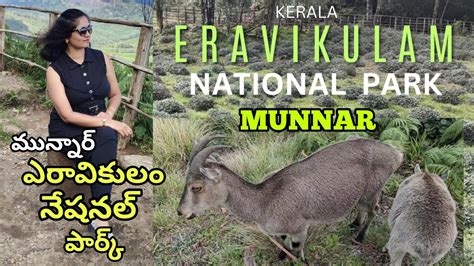 Eravikulam National Park Munnar Highest Peak In South India Kerala