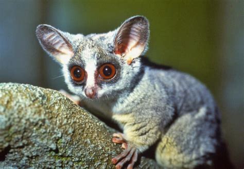 bush baby ape facts pictures  questions