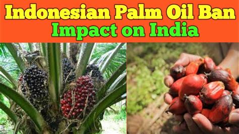 इंडोनेशिया ने लगाया पाम ऑयल बैन Impact On India Palmoil Indonesia Youtube