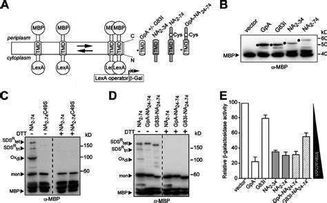 Quantification Of The Stalk And TMD Oligomerization A Schematic