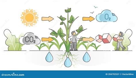 Processus De Photosynthèse Avec Le Concept D'ensemble D'absorption De Dioxyde De Carbone De ...