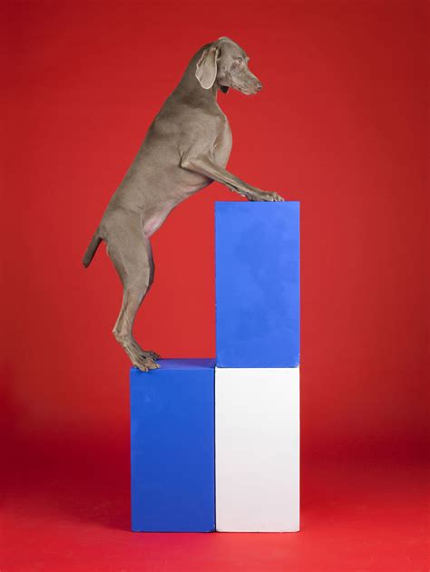 William Wegman photographs, Betsy Senior Fine Art