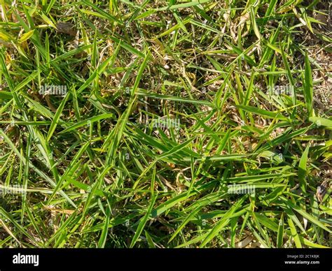 Green grass pattern Stock Photo - Alamy