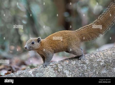 The grey-bellied squirrel (Callosciurus caniceps) is a species of ...