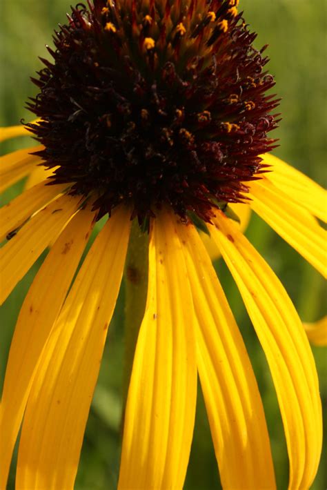 Yellow Echinacea