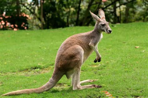 What Eats A Kangaroo? | What Do Kangaroos Eat? | Earth Life