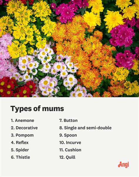 Picture Of Mums Flower | Best Flower Site