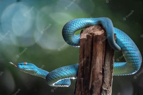 Premium Photo | Blue viper snake in close up