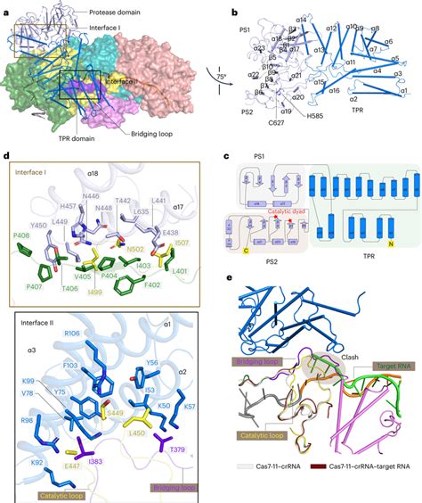 Overall Structure Of SbCas7 11crRNACsx29 Ternary Complex A Cryo EM