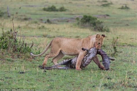 Dramatic Feast Lioness Reigns As Queen Of The Jungle Slaying A Zebra