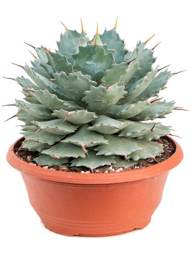 Agave potatorum Compacta 40cm Sklep z roślinami CocaFlora