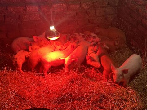 Продам Свиньи 1 мес Поросята 1 мес Продам: 3 000 грн. - Сільгосп ...