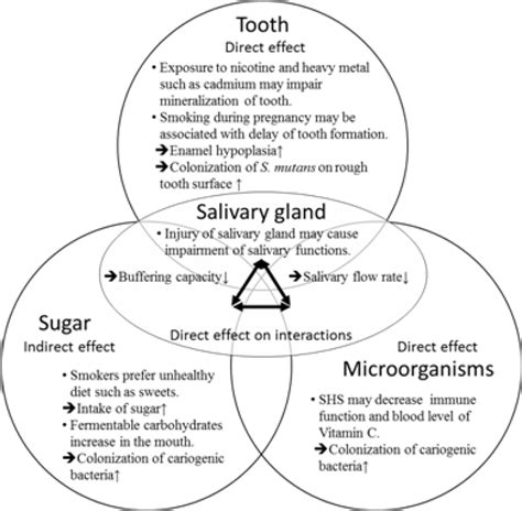 Ijerph Free Full Text Does Secondhand Smoke Affect The Development