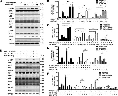 Figure 7 From Substance P Exacerbates Dopaminergic Neurodegeneration