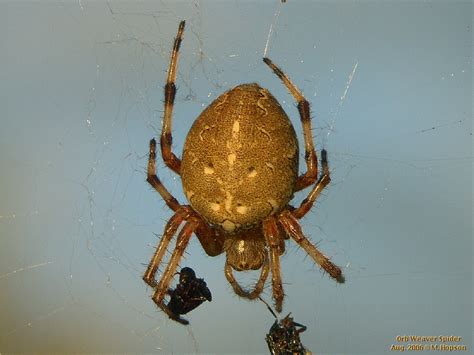 Spiders In Alaska