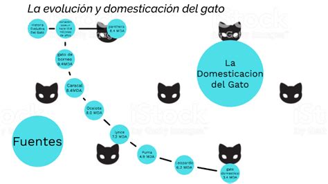 Evolucion Del Gato