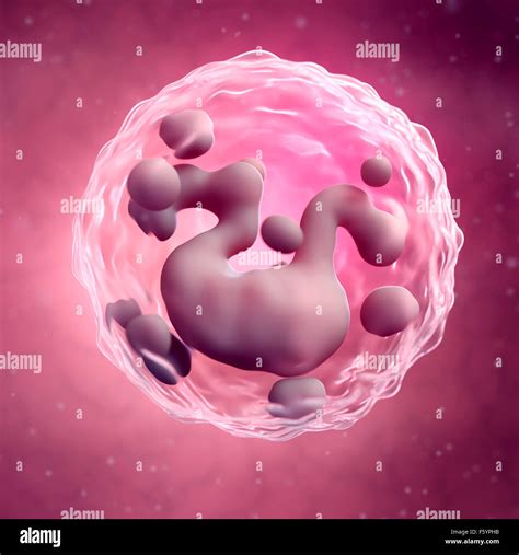 Medically Accurate Illustration Of A Basophil Stock Photo Alamy