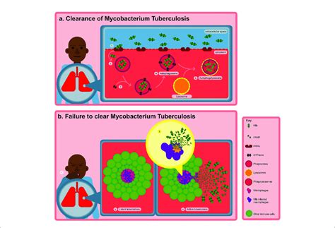 Transmission And Pathogenesis Of Tb After Mtb Infection A