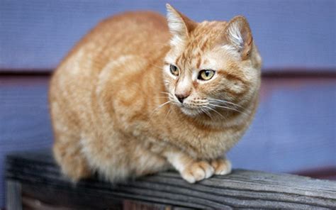 Fun Facts You Didn T Know About Tabby Cats