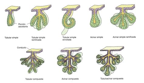 La Mitocondria Nuestros Tejidos V Tejidos Epiteliales Epitelio Glandular