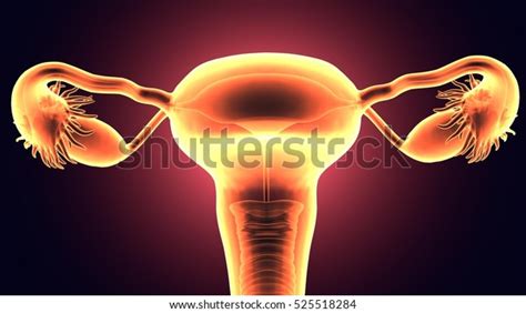 Female Reproductive System 3d Render Stock Illustration 525518284