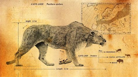 Panthera spelaea, aka the Eurasian Cave Lion. It roamed Europe and Asia ...