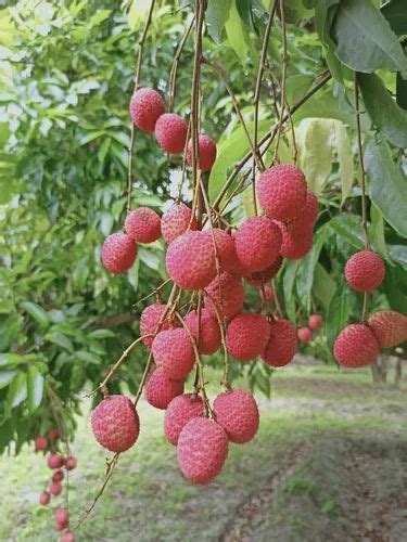 Fresh Lichi at best price in Vaishali by Al Shadik Export | ID ...