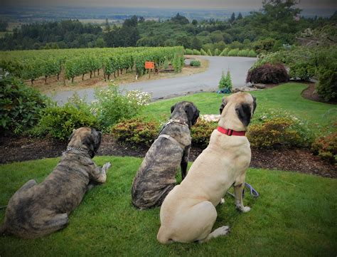 How to prepare your home for a mastiff rescue dog explained