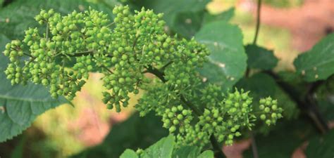 Spikenard Aralia Racemosa Heydens Gardens Cedarburg Wi