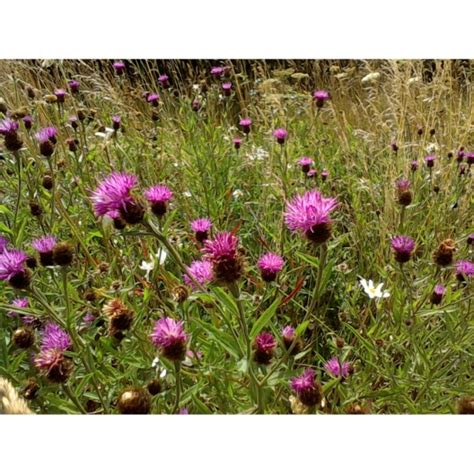 Black Knapweed Seeds Centaurea Nigra From Wildflowers Uk