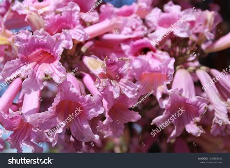 Pink Jacaranda Trees Stereospermum Kunthianum Stock Photo