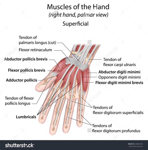 Hand muscles palmar aspect superficial labeled | Muscular system, Human anatomy and physiology ...