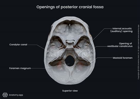 Posterior Cranial Fossa Anatomyapp