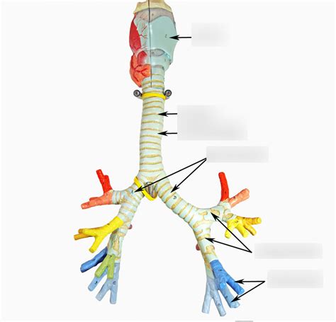 Larynx and Trachea Diagram | Quizlet