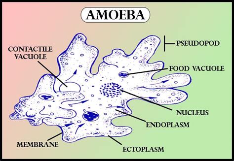 What Is The Locomotory Organ Of Amoeba