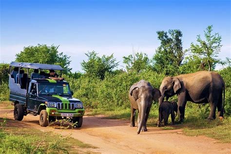 Tripadvisor Safari d une demi journée à Udawalawe au départ de