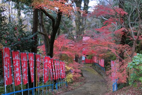 秦野震生湖の紅葉｜散歩写真日記