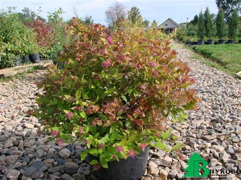 Спирея японская "Литл Принц" (Spiraea japonica Little Princess ...