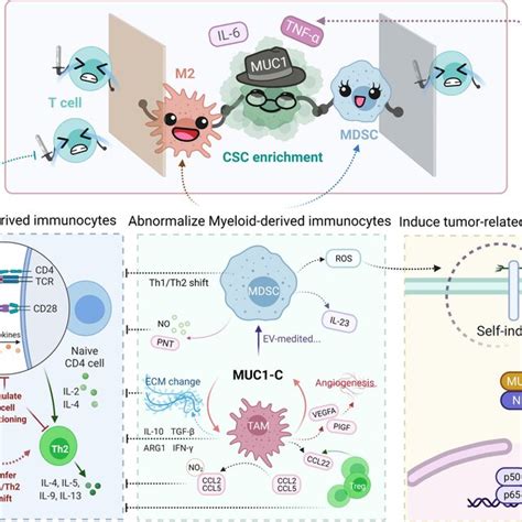 MUC1 And Tumor Microenvironment MUC1 C Plays An Essential Role In