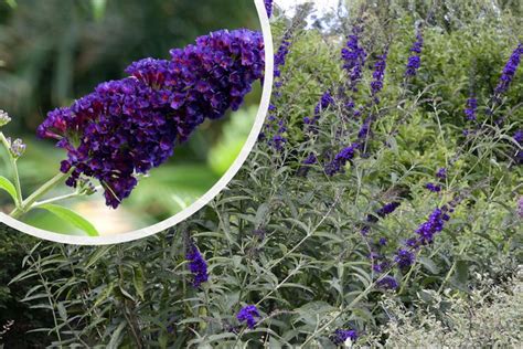 Schmetterlingsstrauch Buddleja Davidii Black Knight Kaufen Mischen