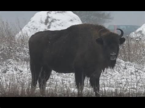 Żubry Puszcza Białowieska zima 2021 Bison Białowieża Forest Winter