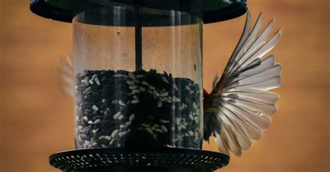 Bird eating seeds from bird feeder · Free Stock Photo