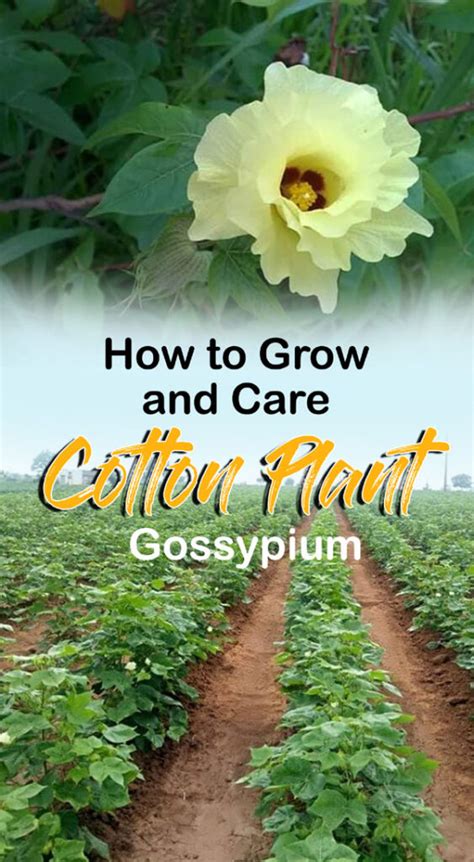 How To Grow And Care Cotton Plant Growing Gossypium