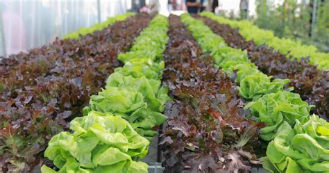 Vegetables on a vegetable farm 3462176 Stock Photo at Vecteezy